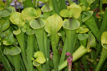 Obraz premium Sarracenia minor