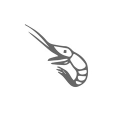 shrimp scetch. vector