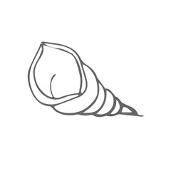 shell scetch. vector