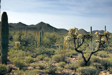 Ocotillo Cactus, Cholla and Saguaro in the Arizona desert.  Organ Pipe Cactus National Monument,  US