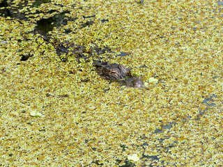 Hiding Gator, Tampa, FL