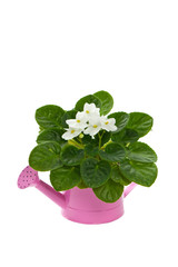 White African Violets in the Watering Can Isolated over white background. Selective focus.