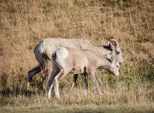 Group of big horn sheep 4