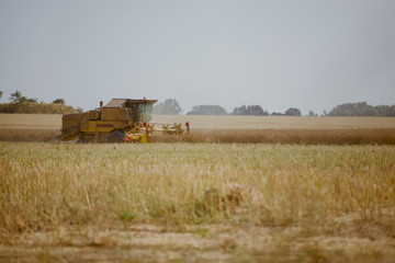 Fototapeta premium Combine harvesting the rape field