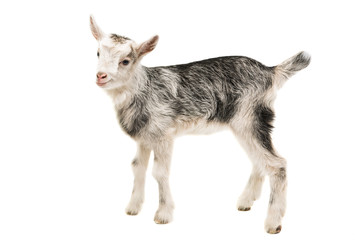 Gray goat isolated