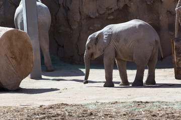 Obraz premium Baby Elephant