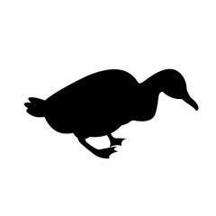 duck vector illustration  black silhouette