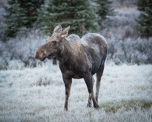 female moose grazes 2