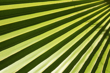 Leaf of fan palm tree with shadows. Close up.