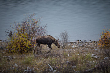 female moose grazes