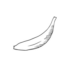 banana scetch. vector
