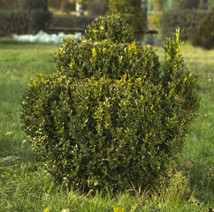 park with shrubs and green lawns, landscape