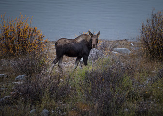 female moose grazes