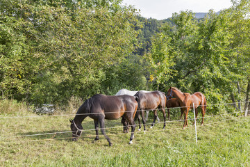 herd of thoroughbred horses grazing in a meadow