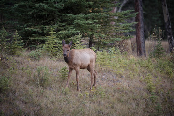 Elk in a medow 2