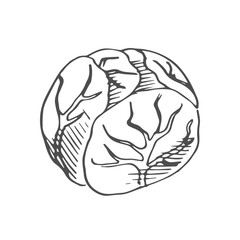 cabbage scetch. vector
