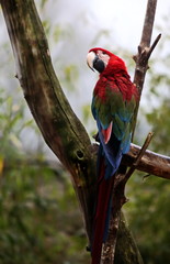 the parrot sits on a tree branch