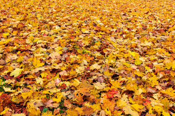 Autumn leaves of trees in the park