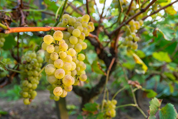 Ripe grapes on branch with leaves