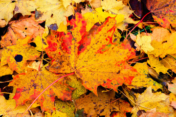 Autumn leaves of trees in the park