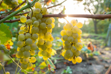 Ripe grapes on branch with leaves against sunshine