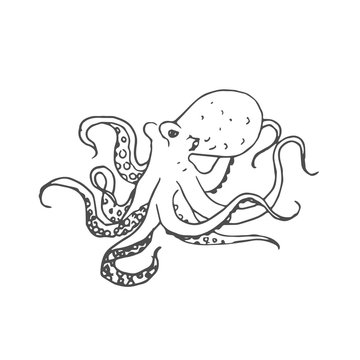 octopus scetch. vector