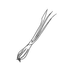 young onions scetch vector