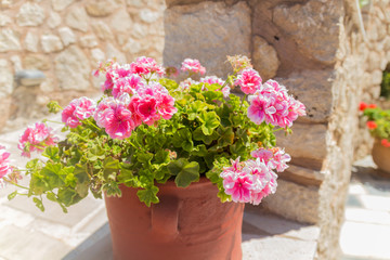 Fototapeta na wymiar Pink Geranium flowers