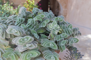 Flowerbed with Succulent plant