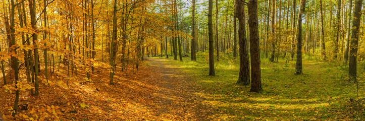 Obraz premium Forest Autumn Season