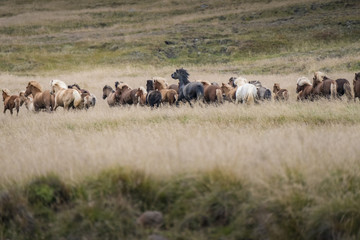 Icelandic Horses Running in Field