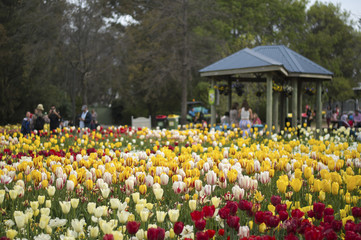 Tulip and many flower blossom in Floriade Canberra 2016