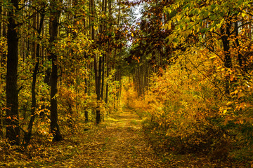 Obraz premium Jesienny sezon leśny