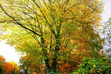 Fototapeta premium trees