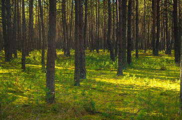 Obraz premium Green forest
