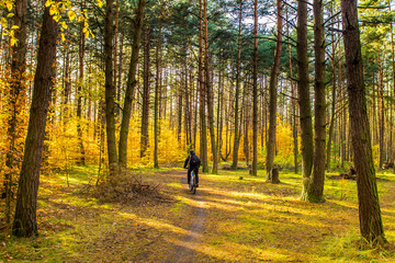 Obraz premium Forest Autumn Season