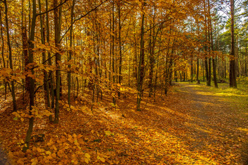 Forest Autumn Season