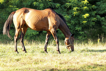 Obraz na płótnie Canvas лошадь на ферме