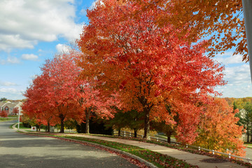 Autumn red maple leaves with yellow foliage background.