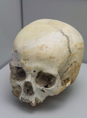 details of a human skull
