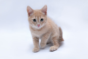 Fototapeta premium Сute little red kitten on a light background