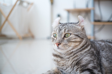 Fototapeta premium American Curl Cats in my house, it was looking at you .