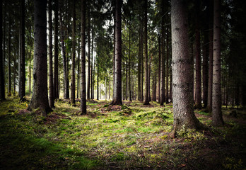 autumn in spruce forest