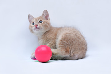 Fototapeta na wymiar Portrait of a lovely little red kitten