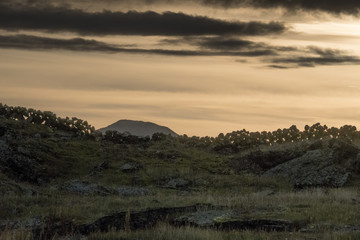 In wood-poor Iceland, stones are used to build sheep fences.