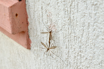 Two big mosquitoes mating on a wall