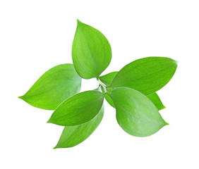 Green tea leaves isolated on white