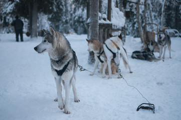 Husky dogs waiting to run in the snow