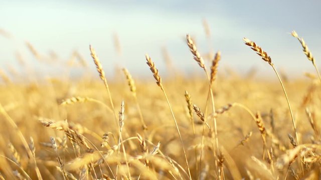 Golden wheat ready to be harvested