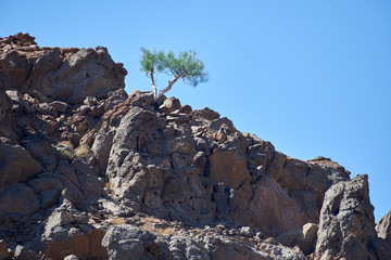 A shrub surviving in an inhospitable environment